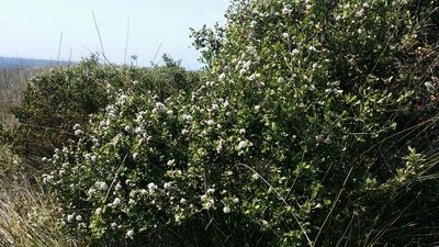 Taxandria marginata, photographed by Helium Luo