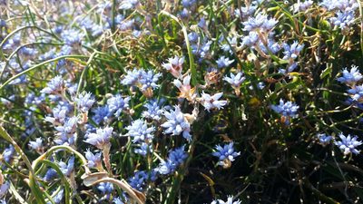 Conospermum caeruleum, photographed by Helium Luo