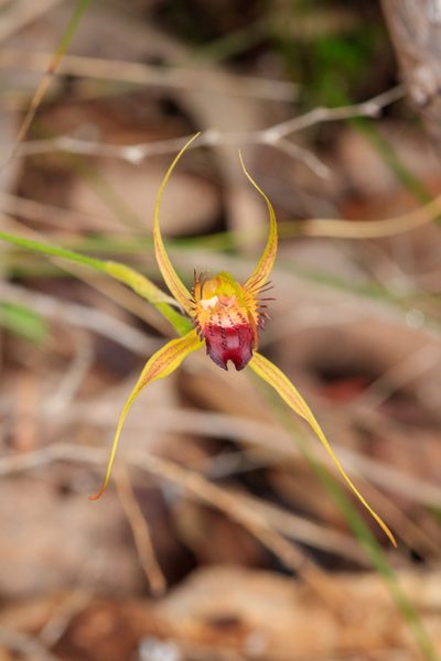 Caladenia paludosa, photographed by Cal Wood