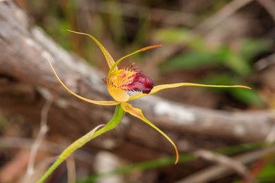 Caladenia paludosa, photographed by Cal Wood