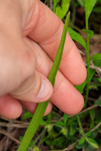 Caladenia paludosa, photographed by Cal Wood