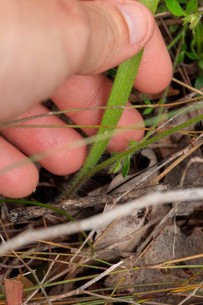 Caladenia paludosa, photographed by Cal Wood