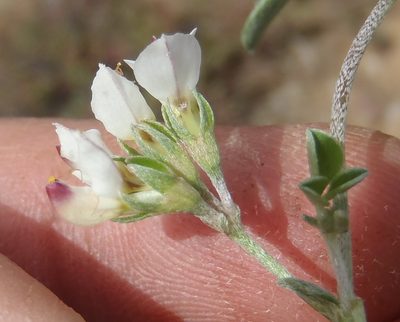 Lotononis pumila, photographed by Nicola van Berkel