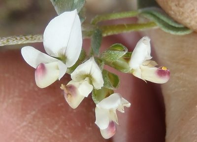 Lotononis pumila, photographed by Nicola van Berkel