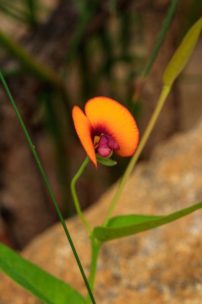 Gompholobium ovatum, photographed by Cal Wood