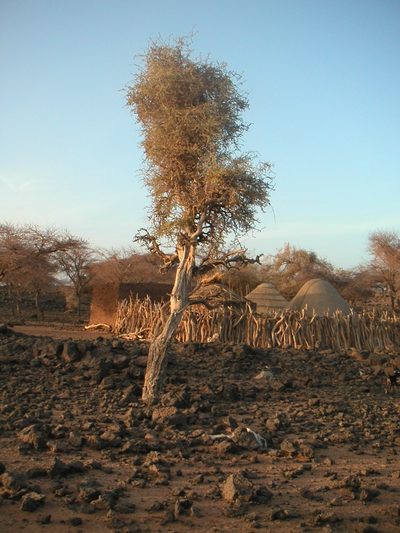 Maerua crassifolia, photographed by Fabien Anthelme