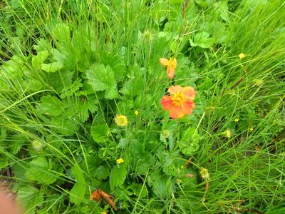 Geum coccineum, photographed by Santiago Martín-Bravo
