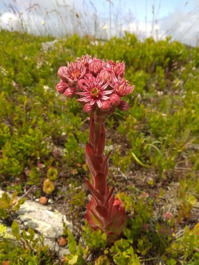 Sempervivum marmoreum, photographed by Santiago Martín-Bravo