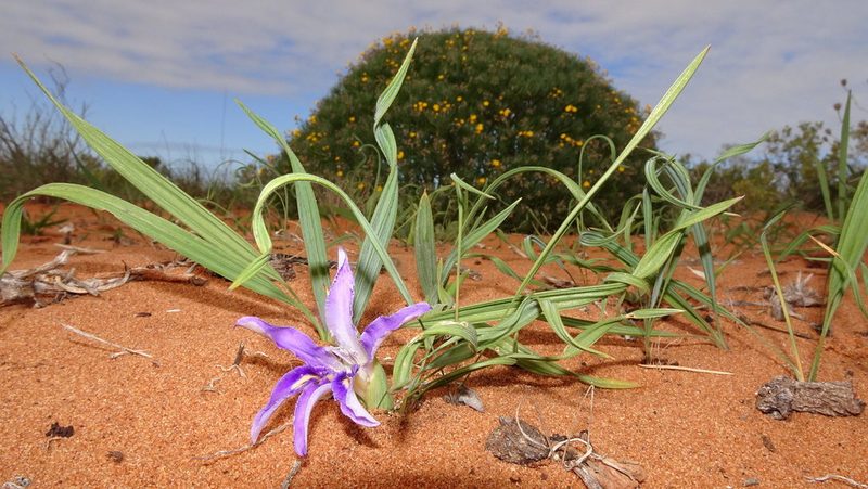 Babiana grandiflora, photographed by Paul Emms