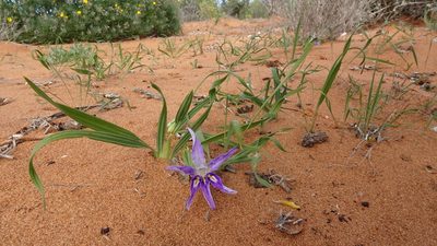 Babiana grandiflora, photographed by Paul Emms