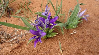 Babiana grandiflora, photographed by Paul Emms