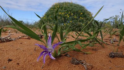 Babiana grandiflora, photographed by Paul Emms