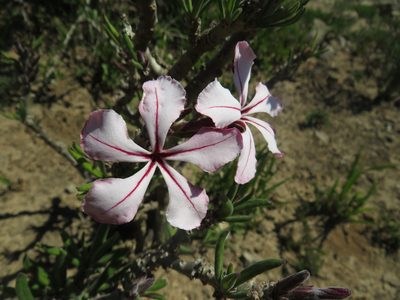 Pachypodium succulentum, photographed by James Deacon