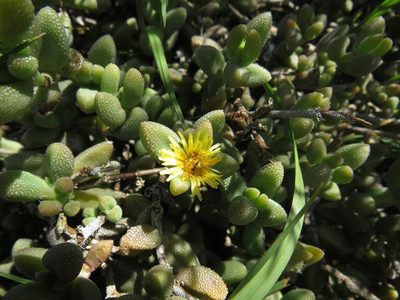 Delosperma echinatum, photographed by James Deacon
