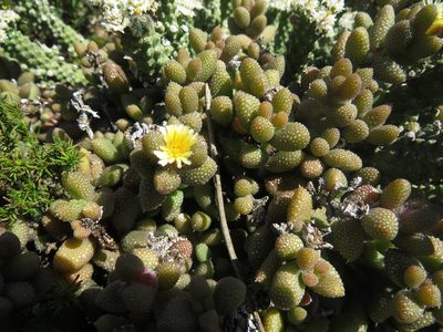 Delosperma echinatum, photographed by James Deacon