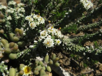 Euphorbia inermis, photographed by James Deacon