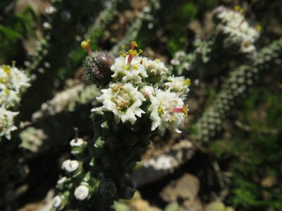 Euphorbia inermis, photographed by James Deacon
