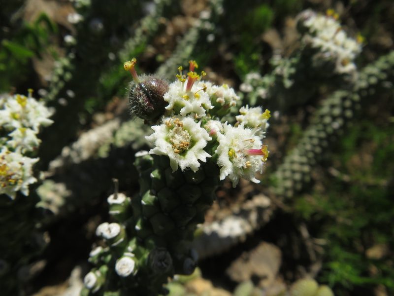 Euphorbia inermis, photographed by James Deacon