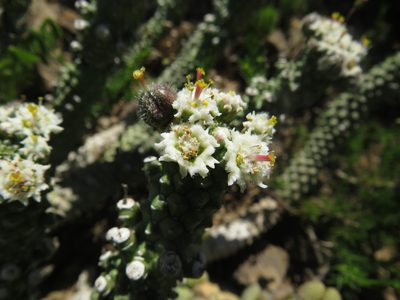 Euphorbia inermis, photographed by James Deacon