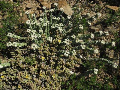 Euphorbia inermis, photographed by James Deacon