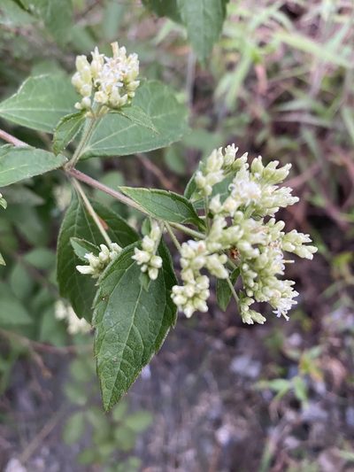 Calea ternifolia, photographed by Jim Riley