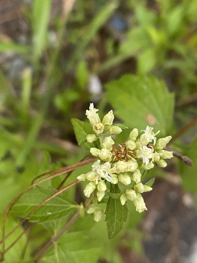 Calea ternifolia, photographed by Jim Riley
