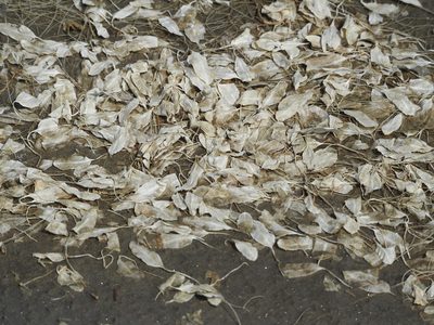 Halophila ovalis, photographed by 葉子