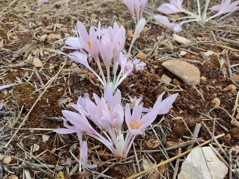 Colchicum hierosolymitanum, photographed by Aryeh