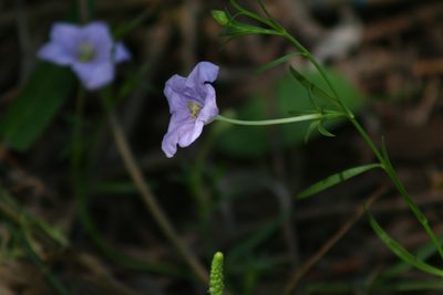 Nierembergia aristata, photographed by Germán Saigo