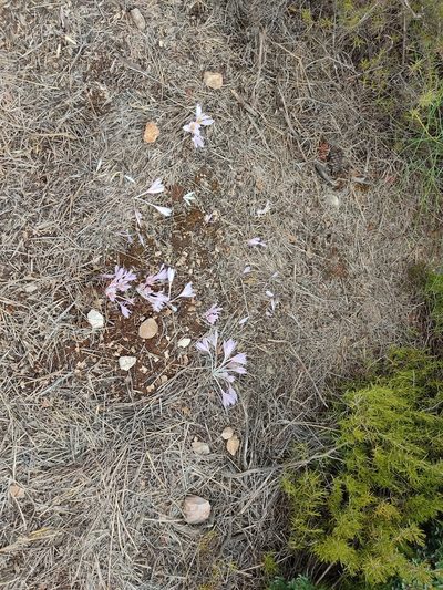 Colchicum hierosolymitanum, photographed by Aryeh