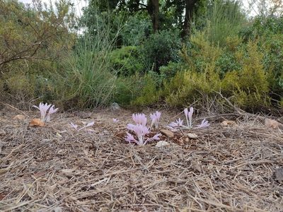 Colchicum hierosolymitanum, photographed by Aryeh