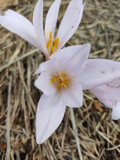 Colchicum hierosolymitanum, photographed by Aryeh