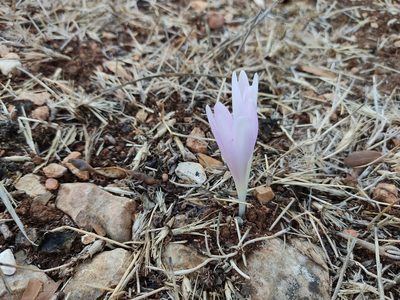 Colchicum hierosolymitanum, photographed by Aryeh