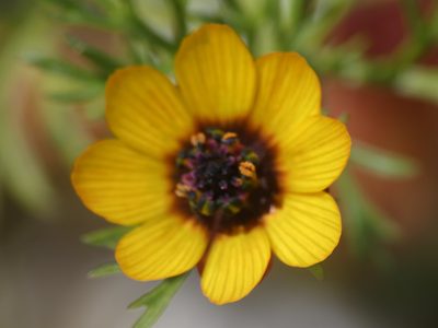 Adonis microcarpa, photographed by Yves Bas