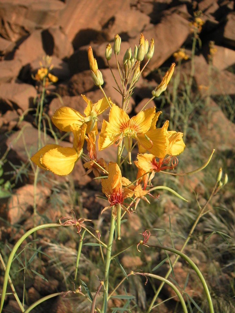 Cleome paradoxa, photographed by Fabien Anthelme