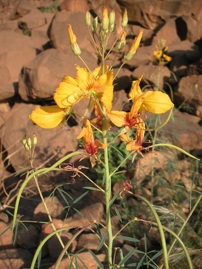 Cleome paradoxa, photographed by Fabien Anthelme