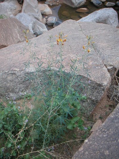 Cleome paradoxa, photographed by Fabien Anthelme