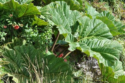 Gunnera insignis, photographed by Emily Franzen