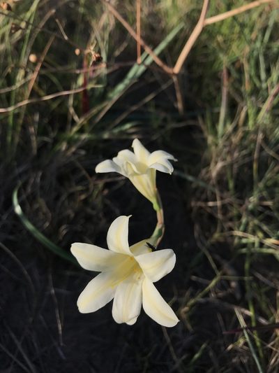 Cyrtanthus loddigesianus, photographed by Andrew Gillespie
