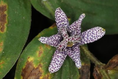 Tricyrtis hirta, photographed by Se Lena
