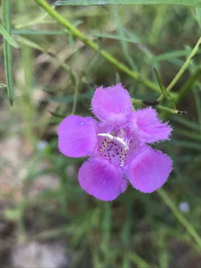 Agalinis harperi, photographed by Laura Clark
