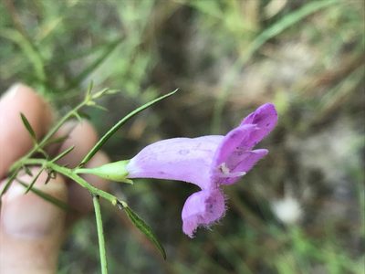 Agalinis harperi, photographed by Laura Clark