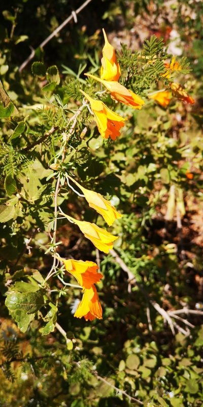 Tropaeolum leptophyllum, photographed by Darío De la Fuente