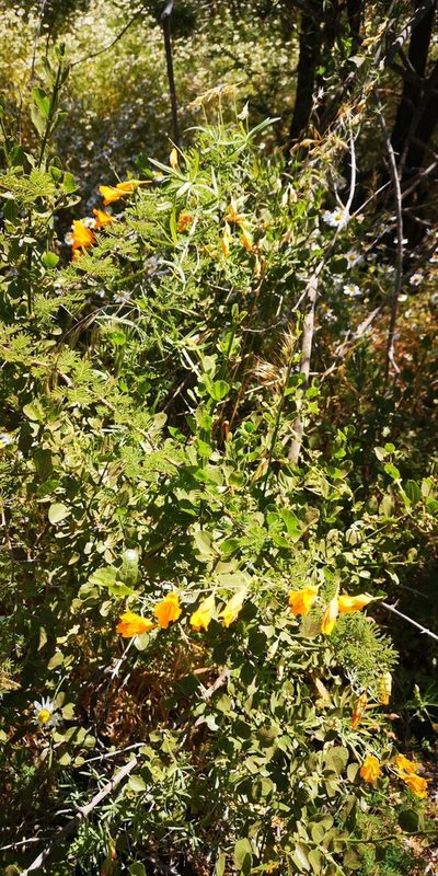 Tropaeolum leptophyllum, photographed by Darío De la Fuente