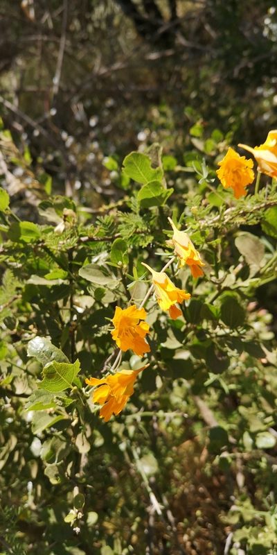 Tropaeolum leptophyllum, photographed by Darío De la Fuente