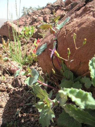 Senecio flavus, photographed by Fabien Anthelme