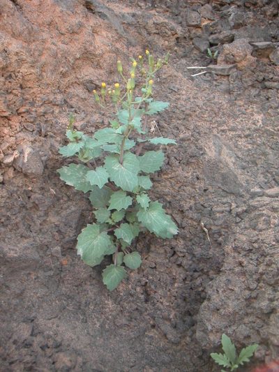 Senecio flavus, photographed by Fabien Anthelme