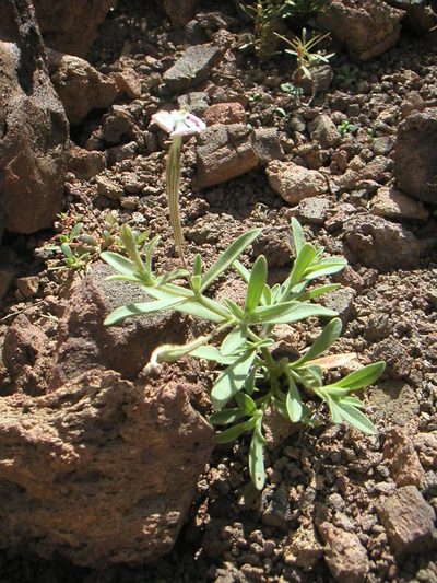 Silene lynesii, photographed by Fabien Anthelme