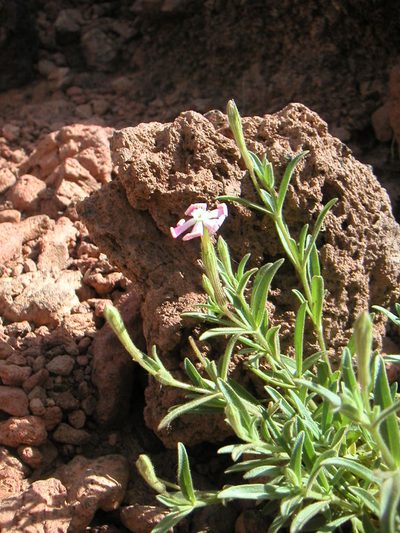 Silene lynesii, photographed by Fabien Anthelme