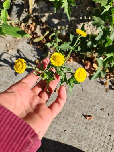 Hysterionica bakeri, photographed by Sol Quipildor